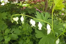 DSCF0920.webp