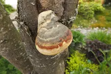 DSCF0926.webp