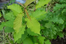 DSCF4902.webp