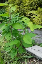 DSCF4903.webp