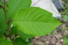 DSCF4904.webp