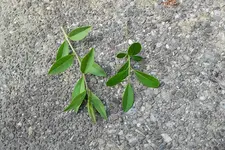 DSCF4925.webp