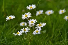 Gänseblümchen_0002_2.webp