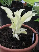 white fether_576x768.webp