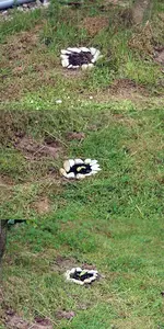 Sonnenblumen.webp