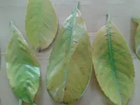 kl04.webp