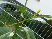 kl13.webp