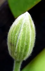 DrRuppelKnospe.webp