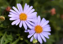 Gaensebluemchen.webp