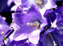 Glockenblume.webp