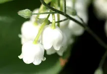 Maigloeckchen.webp