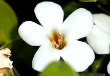 Schneeflockenblume.webp