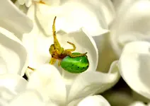 Spinne.webp