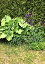 Hosta.webp