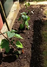 Andenbeeren.webp