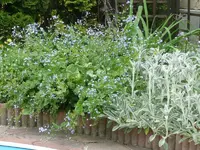 Lilienbeet.webp