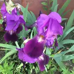 image.webp