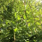 image.webp