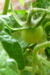 Balcony Yellow Tomate.jpg