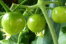 Black Cherry Tomaten.webp