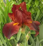 IMG_5757A.webp