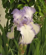 IMG_5760A.webp