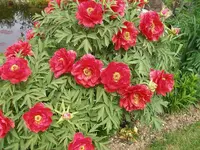 P5110035_(1024_x_768).webp
