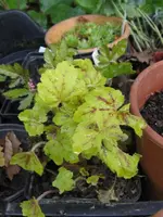 010_576x768.webp