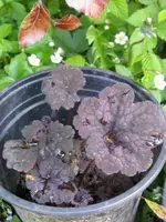 amethyst_576x768.JPG