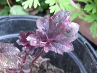 midnight rose_1024x768.webp