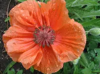006.webp