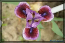 Beauty Mark.webp