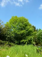 P1060137.jpg