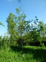 P1060138.webp