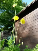 P1060160.webp
