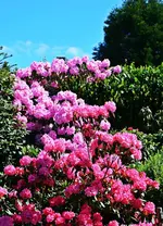 DSC_4445.webp