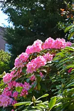 DSC_4446.webp
