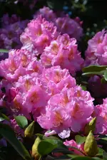 DSC_4450.webp