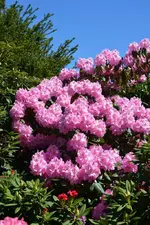 DSC_4451.webp