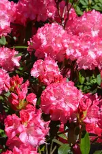 DSC_4452.webp