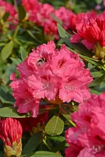 DSC_4475.webp