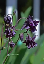 DSC_4463.webp