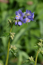DSC_4468.webp