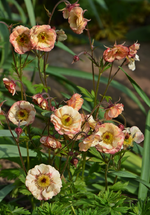DSC_4469.webp
