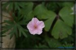 G. Crane's Bill.jpg