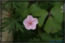 G. Crane's Bill.jpg