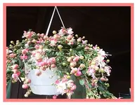 014.webp