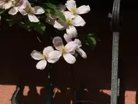DSCF3805.webp