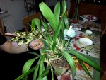 2015-05-16 Welche Orchidee.jpg