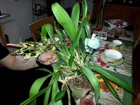 2015-05-16 Welche Orchidee.webp